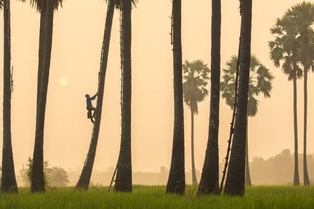 Farmer climb the tree during morning time