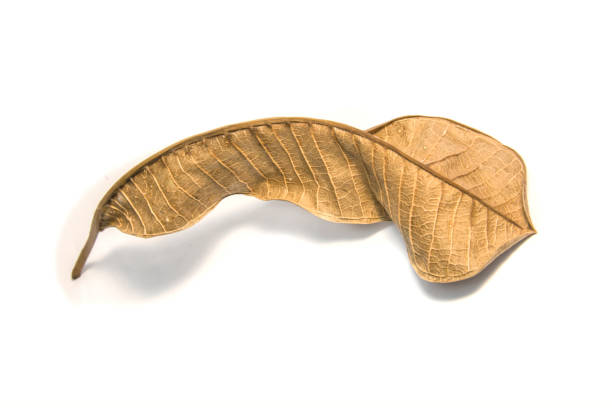 istock Dried bay leaf on white background. The  leaf tree on white background. 922660190