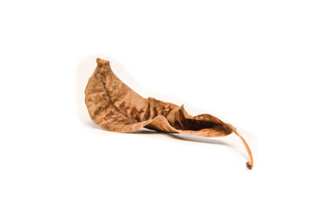 istock Dried bay leaf on white background. The  leaf tree on white background. 922660290