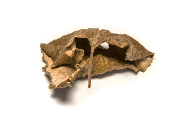 istock Dried bay leaf on white background. The  leaf tree on white background. 922660358