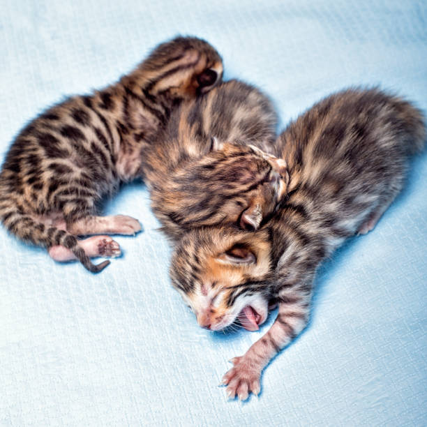 Newborn Bengal Kittens Cute tiny newborn Bengal Kitten prionailurus bengalensis stock pictures, royalty-free photos & images