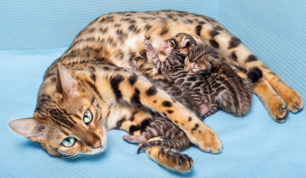 Bengal Cat with new Kitten Cute tiny newborn Bengal Kitten sleeping together with Mother prionailurus bengalensis stock pictures, royalty-free photos & images