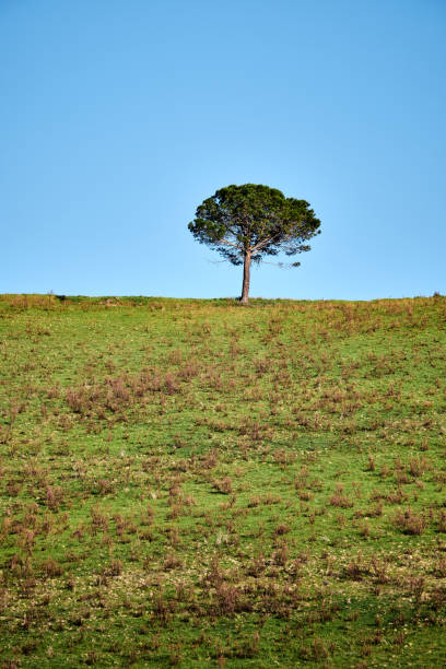 istock Lonely tree on top of the hill 922661280