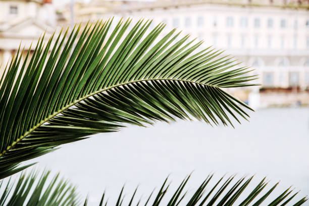 istock Palm tree in Piazza del Popolo. Rome, Italy. 922663160
