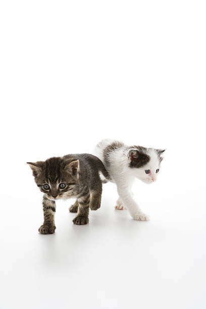 Two kittens walking stock photo