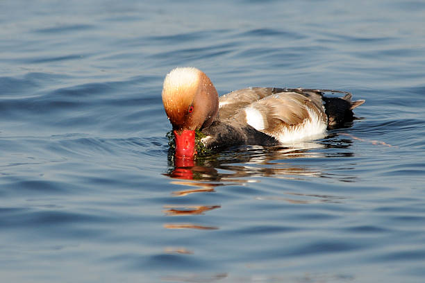 Red-crested pochard with food  netta rufina stock pictures, royalty-free photos & images