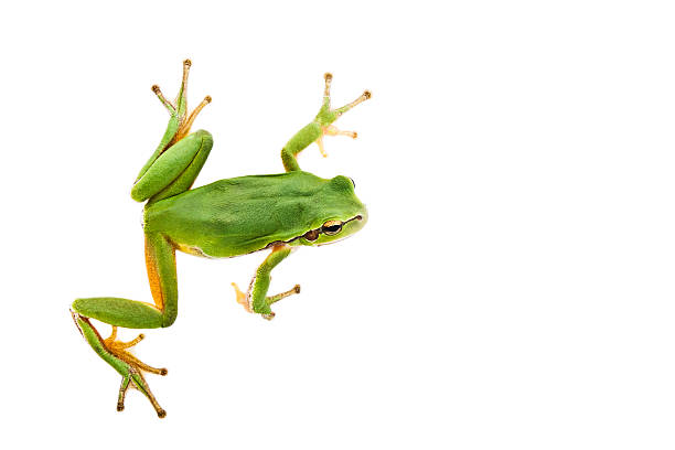 청개구리 - toad green isolated white 뉴스 사진 이미지