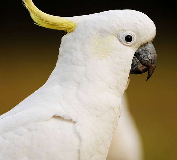 istock Sulphur Crested Cockatoo 92266492