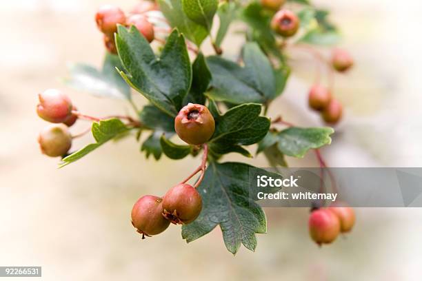 Foto de Frutas Vermelhas e mais fotos de stock de Baga - Fruta - Baga - Fruta, Baga - Parte de planta, Botânica - Assunto