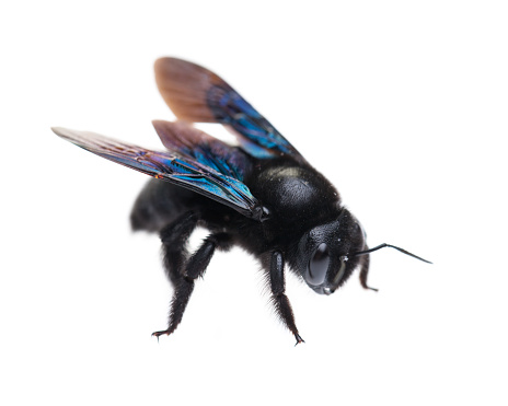Living blue carpenter bee - free before and after the photograph
