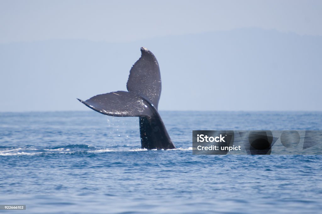 Whale fin - humpback whale diving after jump Living humpback whale diving - real wildlife photograph in costa rica, not arranged or manipulated Humpback Whale Stock Photo