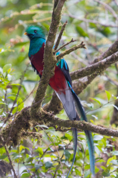 istock Quetzal (Pharomachrus mocinno) in Monteverde 922666180