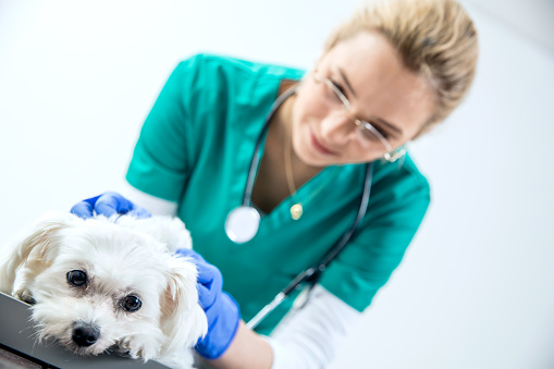 Female vet examines the dog
