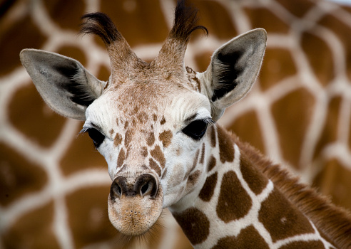 Extreme close up of the face of a captive Masai giraffe or Giraffa camelopardalis . Photographed in the Houston Zoo in Texas.