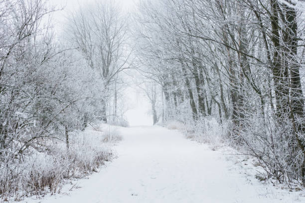 istock Frozen trees and path in the snow. White winter. 922666542
