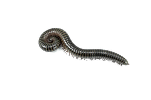 animal millipede on white