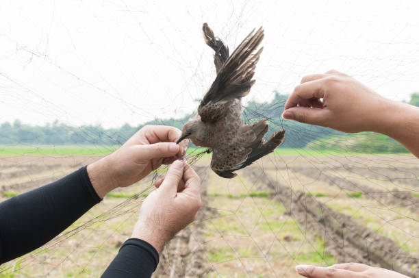 aves fueron cogidos por mano de jardinero en una malla sobre fondo blanco - animals hunting kingfisher animal bird fotografías e imágenes de stock