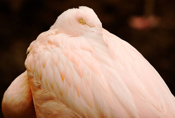 istock Chilean Flamingo 92266782