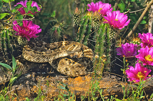 Rattlesnake in Blooming Cactus  desert snake stock pictures, royalty-free photos & images