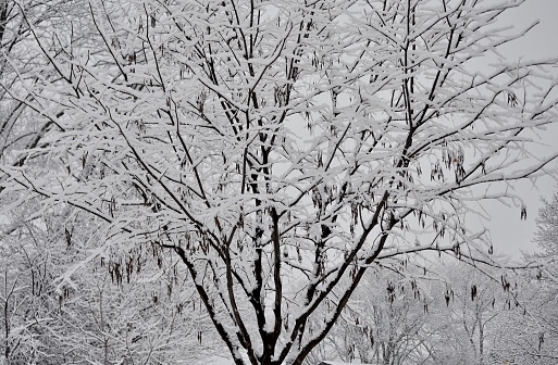 Winter scenery. Tree branches under heavy snow during a blizzard.