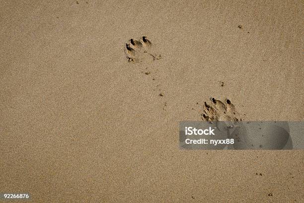 Cão Imprime - Fotografias de stock e mais imagens de Ao Ar Livre - Ao Ar Livre, Areia, Fotografia - Imagem