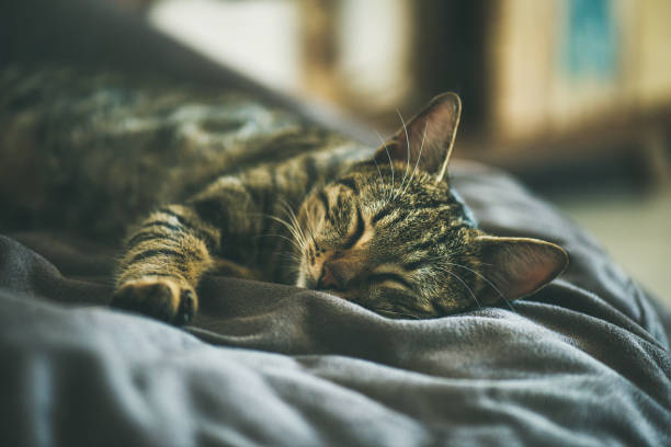 istock Cute grey cat sleeping on the coach 922668922