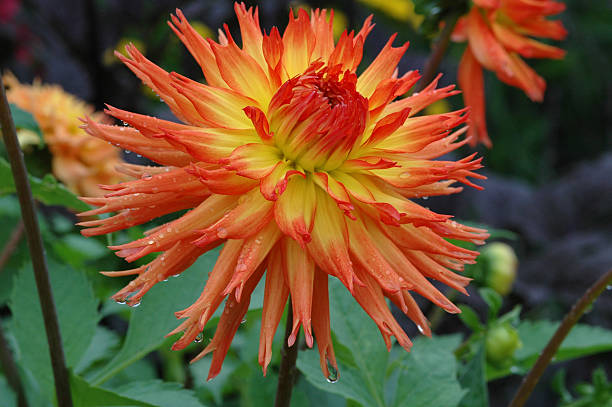 istock Dahlia Nargold. Red and Yellow Cactus Type 92266941