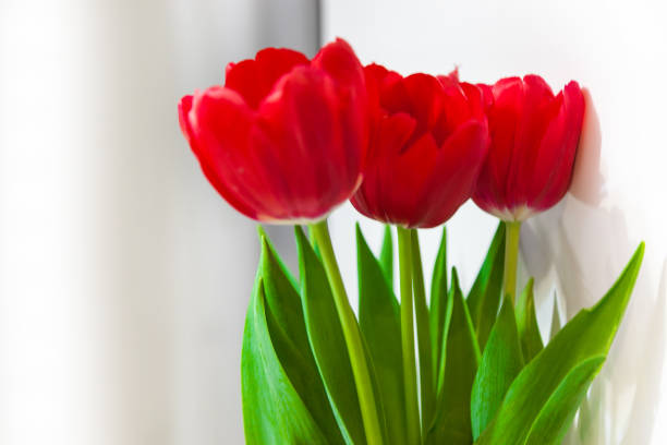 istock Bouquet red tulips isolated on white background 922670808
