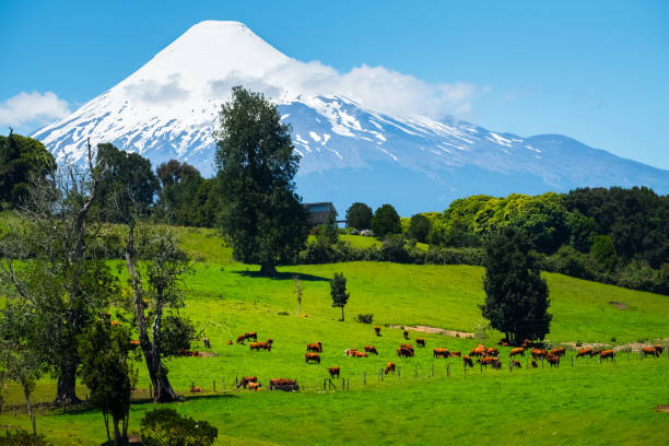 istock Cows grazing on the green meadow 922671418
