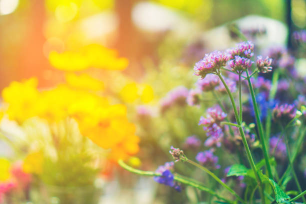 beautiful flower in the garden