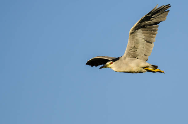 istock Black-Crowned Night-Heron Flying in a Blue Sky 922672278