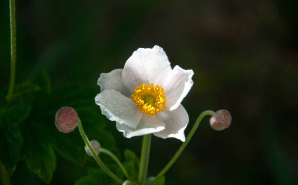 istock Japanese anemone autumn in the dew drops on blurred background 922672584