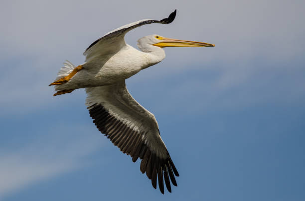 istock White American White Pelican Flying in a Blue Sky 922672596