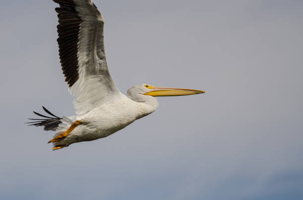 istock White American White Pelican Flying in a Blue Sky 922672656