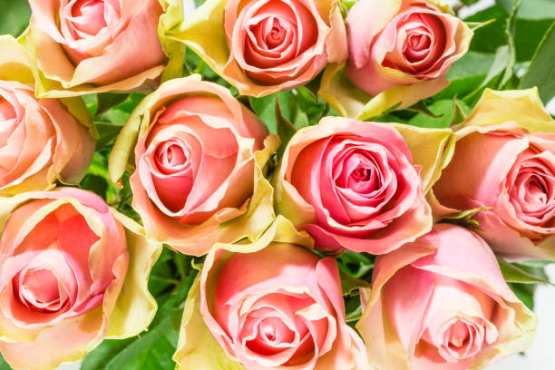 istock roses beautiful colorful spring flowers or pink roses 922673440