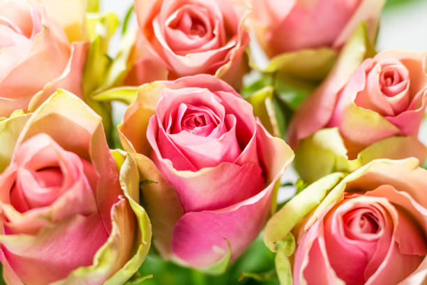 istock roses beautiful colorful spring flowers or pink roses 922674468