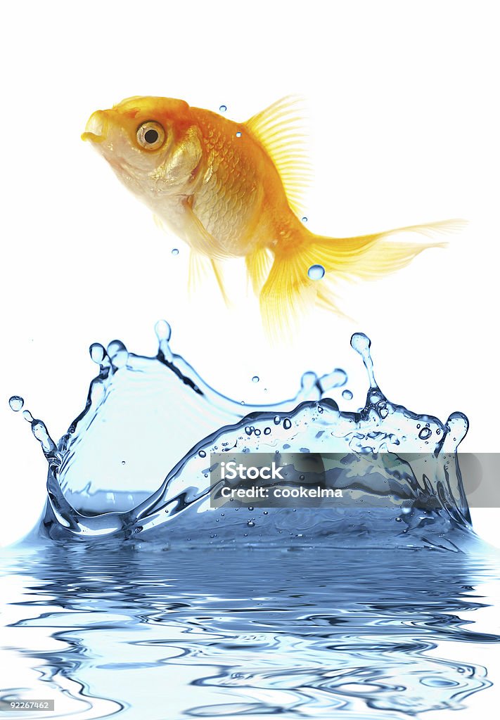 gold peixes pequenos - Foto de stock de Fundo Branco royalty-free