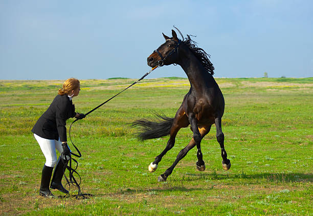 garota trens a cavalo - halter horse animal adult - fotografias e filmes do acervo