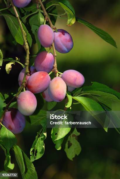 Deliciouse Śliwki - zdjęcia stockowe i więcej obrazów Bez ludzi - Bez ludzi, Fotografika, Gałąź - część rośliny