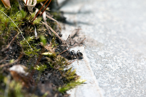 Ants on nature in the forest and green moss