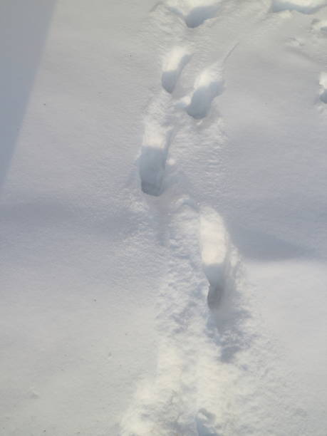 istock traces of people in the snow 922678800