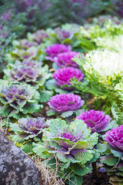 istock beautiful flower in the garden 922678866