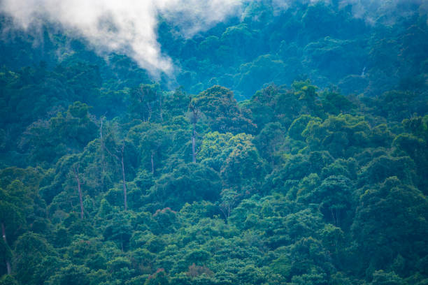istock Thailand tropical forest landscape view 922679480