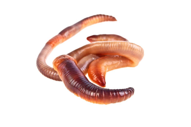 istock Earth worms isolated on white background 922681144