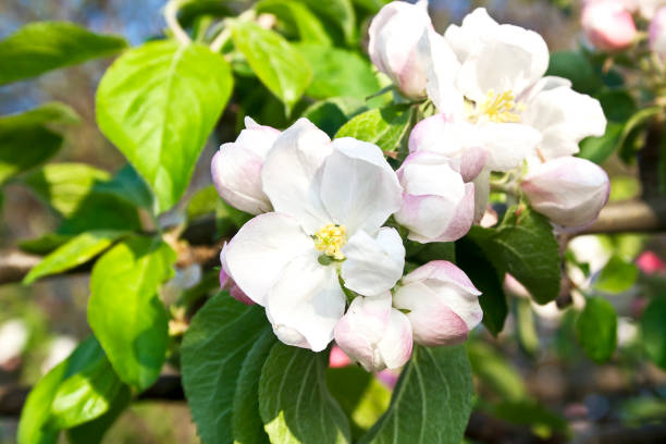 istock Beautiful flowering apple trees. background with blooming flowers in spring day. 922681230