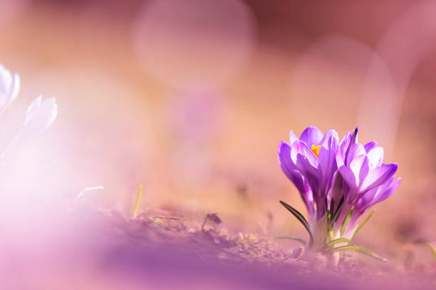 春先にクロッカスの花 - snow crocus flower spring ストックフォトと画像