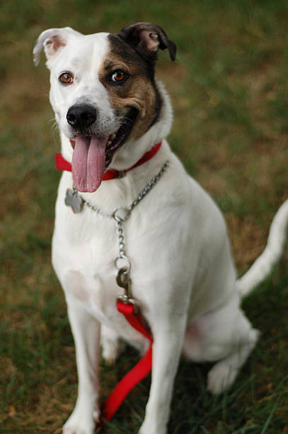 istock proud and happy white dog 92268250