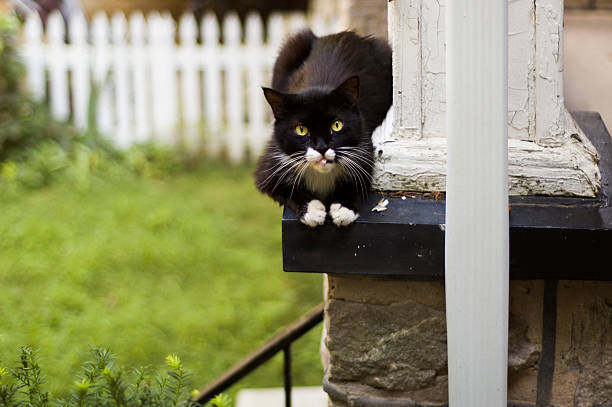 black cat on a porch stock photo