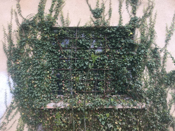 istock Garden leaves on house wall 922682800