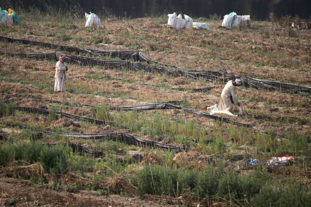 sementeira, egito - african culture farmer action activity - fotografias e filmes do acervo